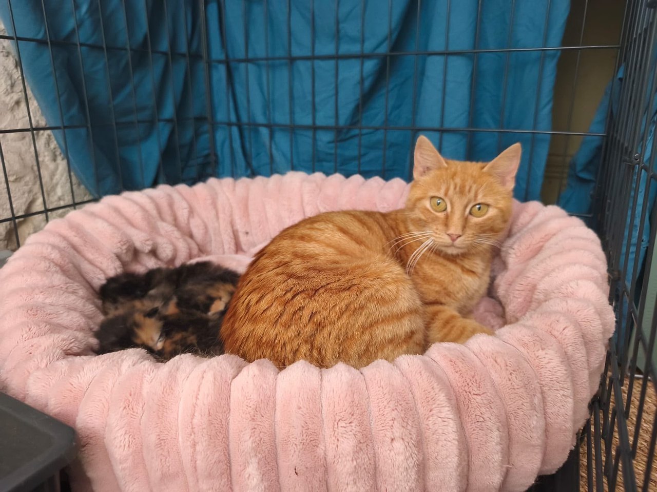 Ariel — chatte rousse (2)