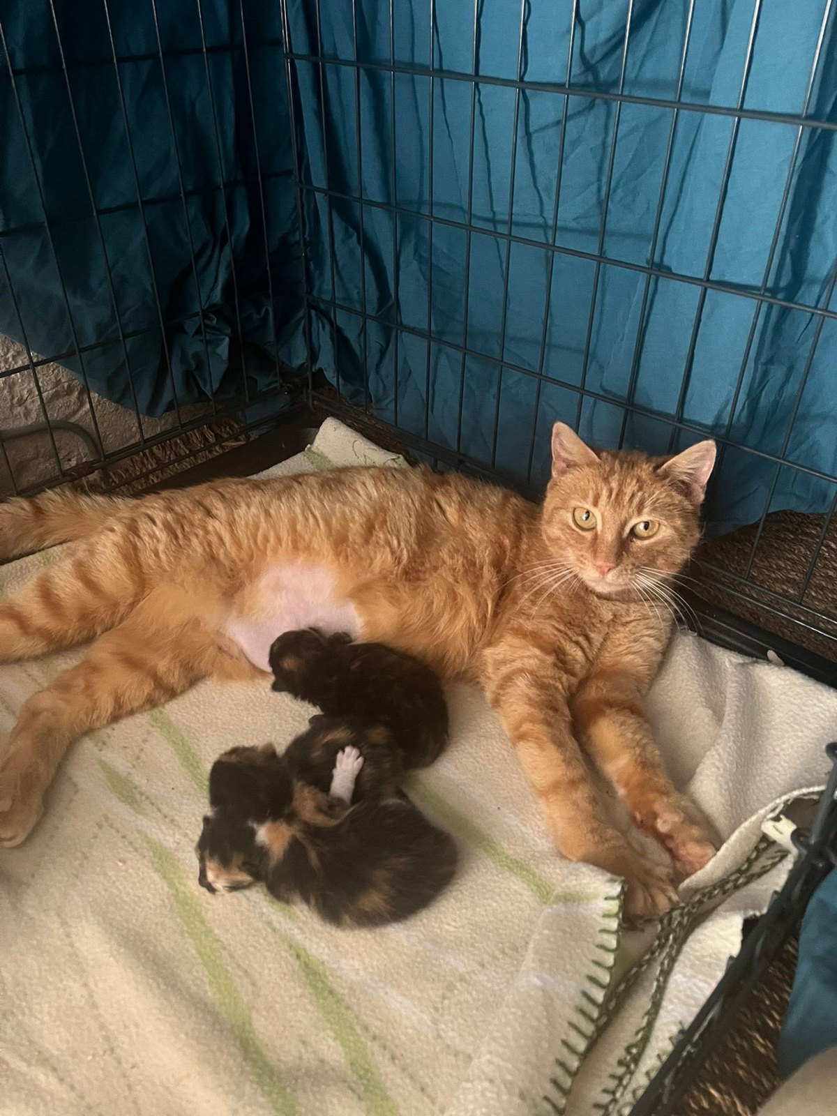 Ariel — chatte rousse (3)