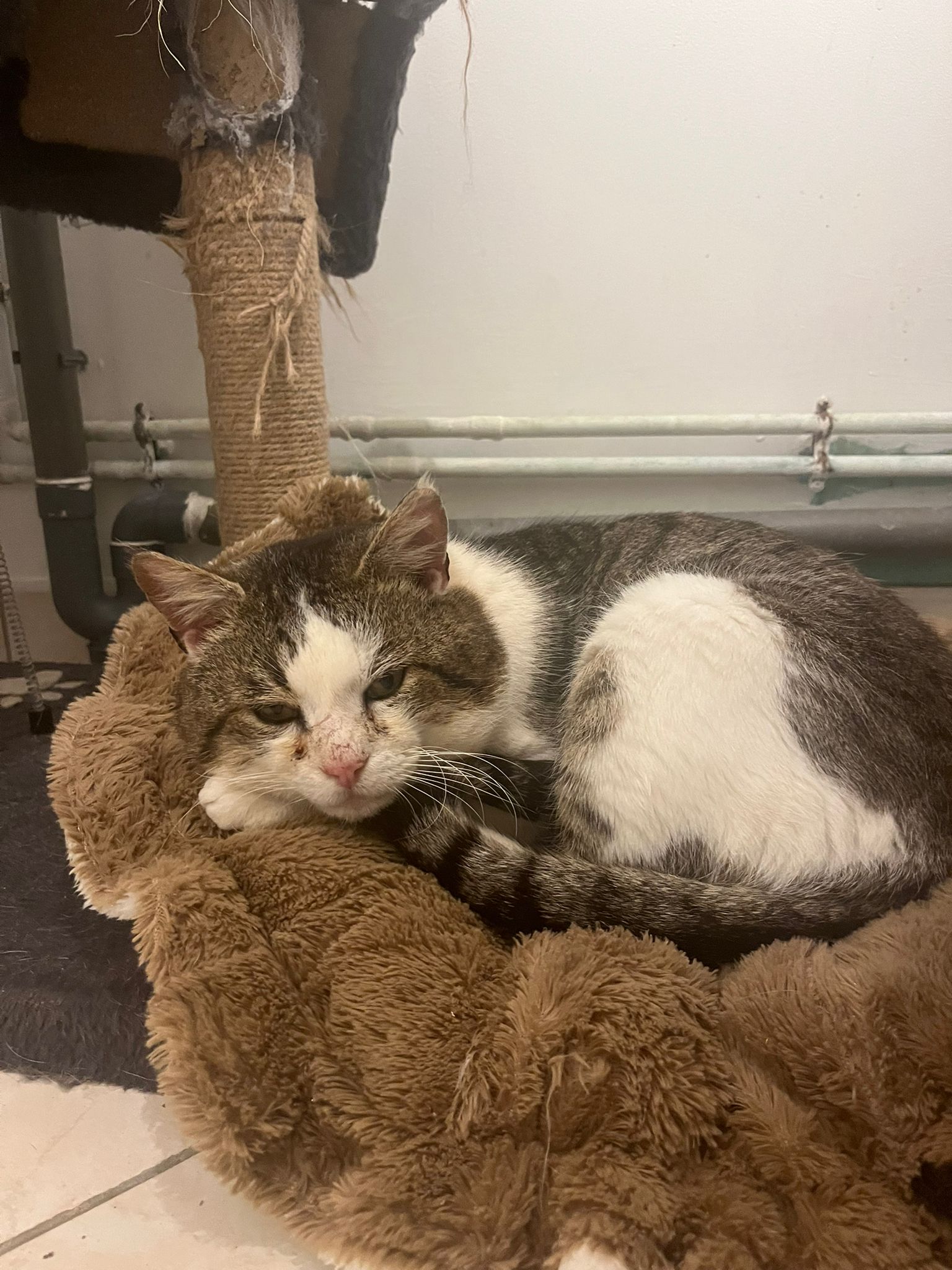 Aslan, chat roux et blanc sur un arbre à chat