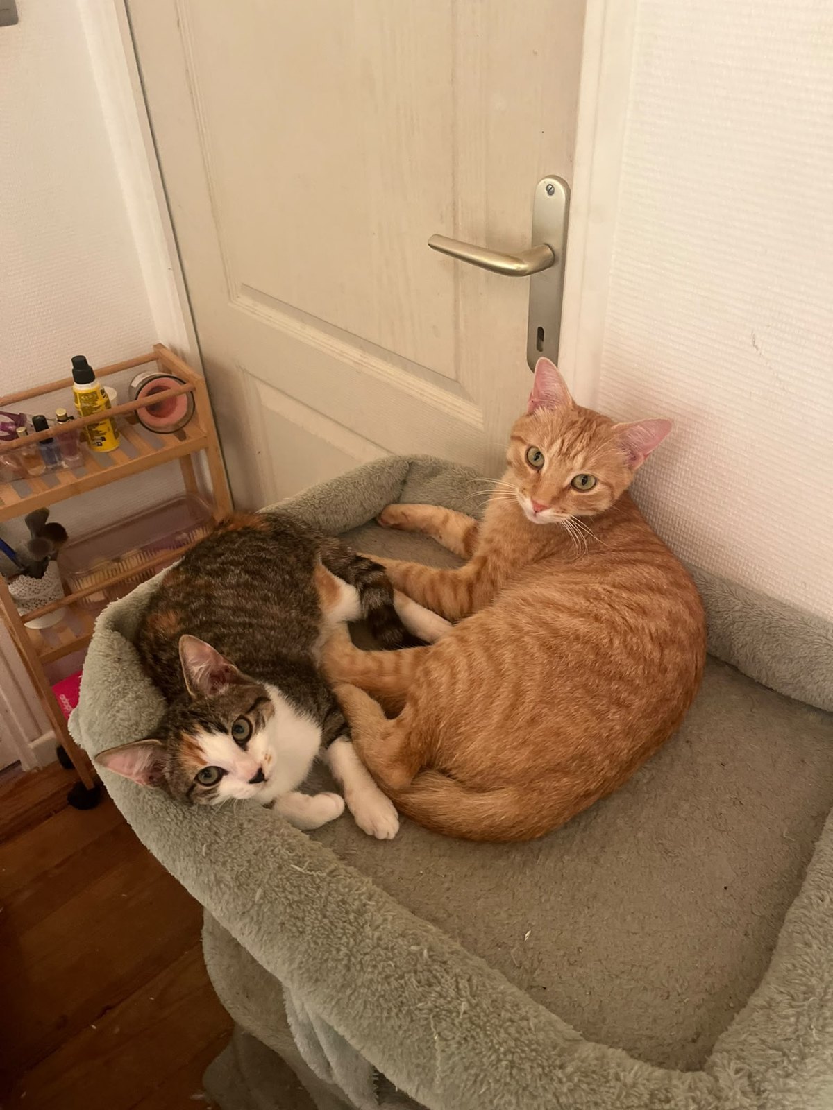 Bounty & Pépite — deux chatons, un noir et blanc et un tricolore (2)