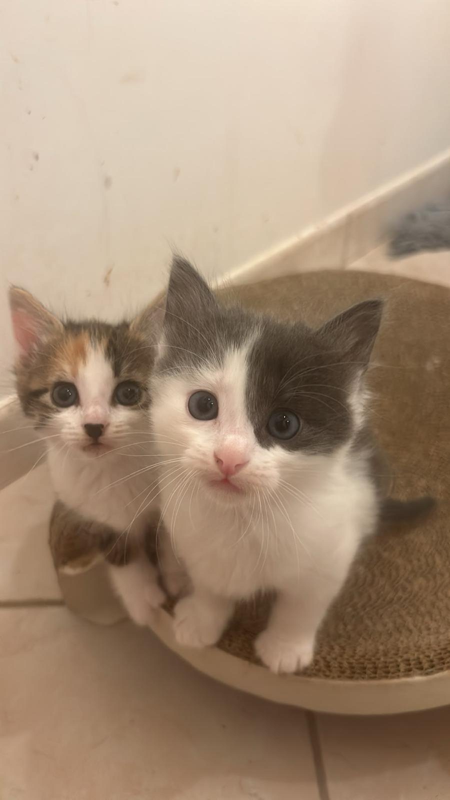 Bounty & Pépite — deux chatons, un noir et blanc et un tricolore (3)