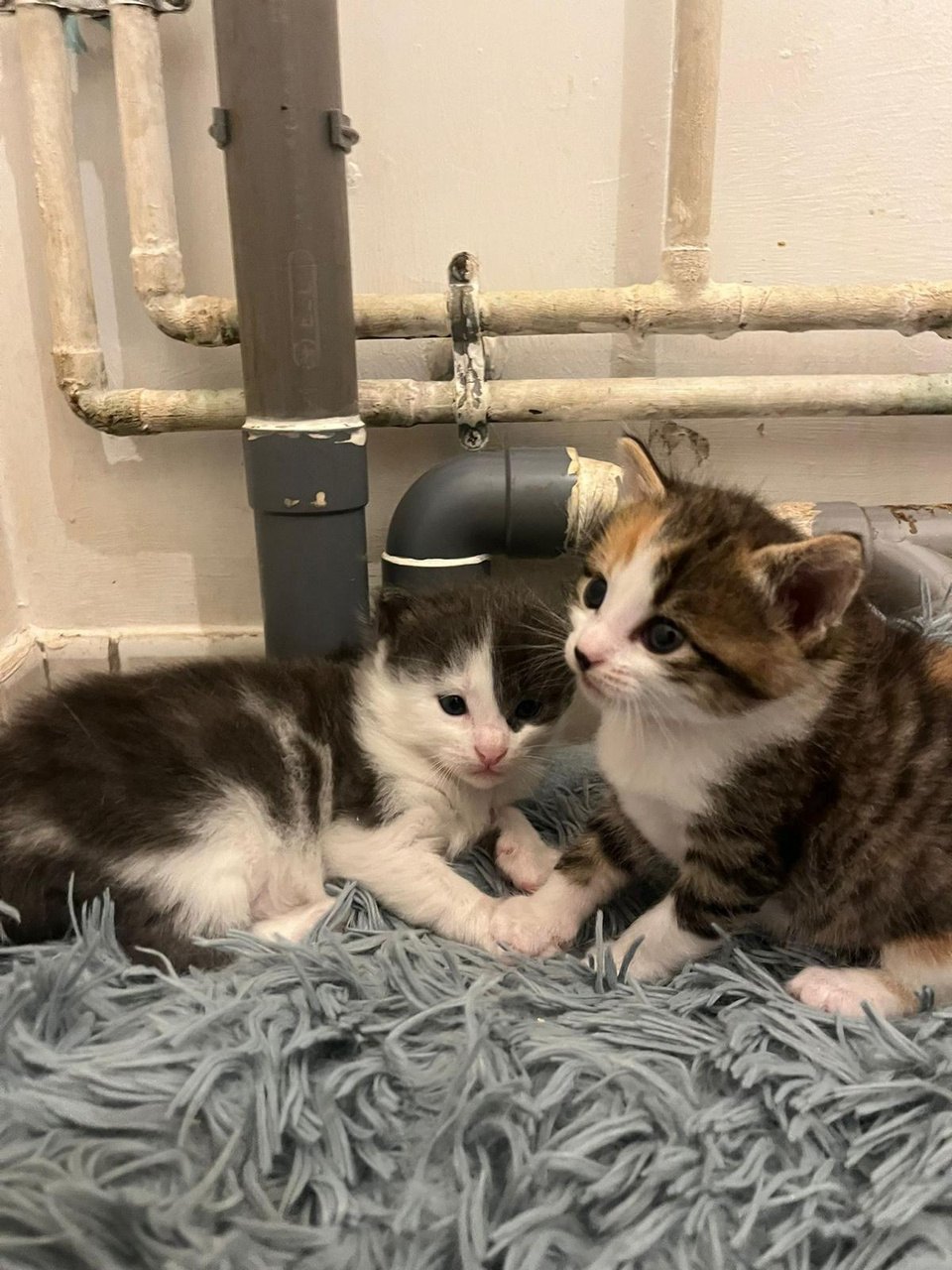 Bounty & Pépite — deux chatons, un noir et blanc et un tricolore (4)