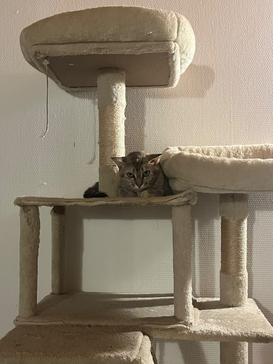 Cacahuète — chatte tigrée (2)