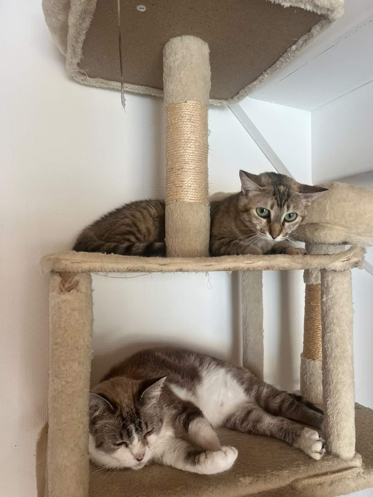 Cacahuète — chatte tigrée (4)