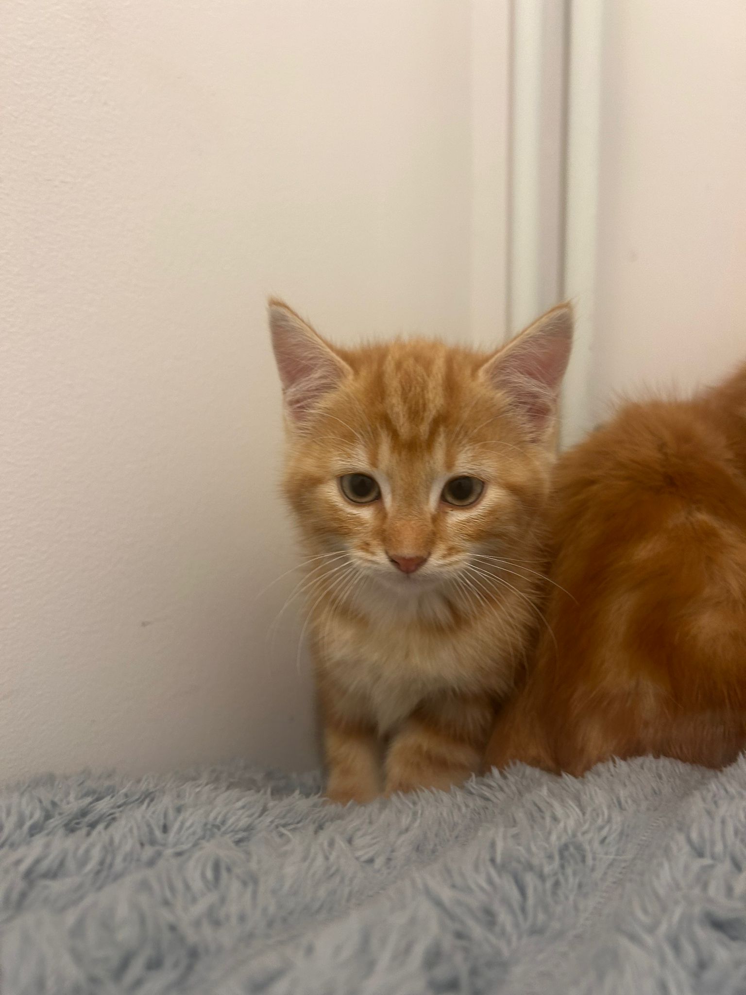 Chaton roux sur un plaid rose