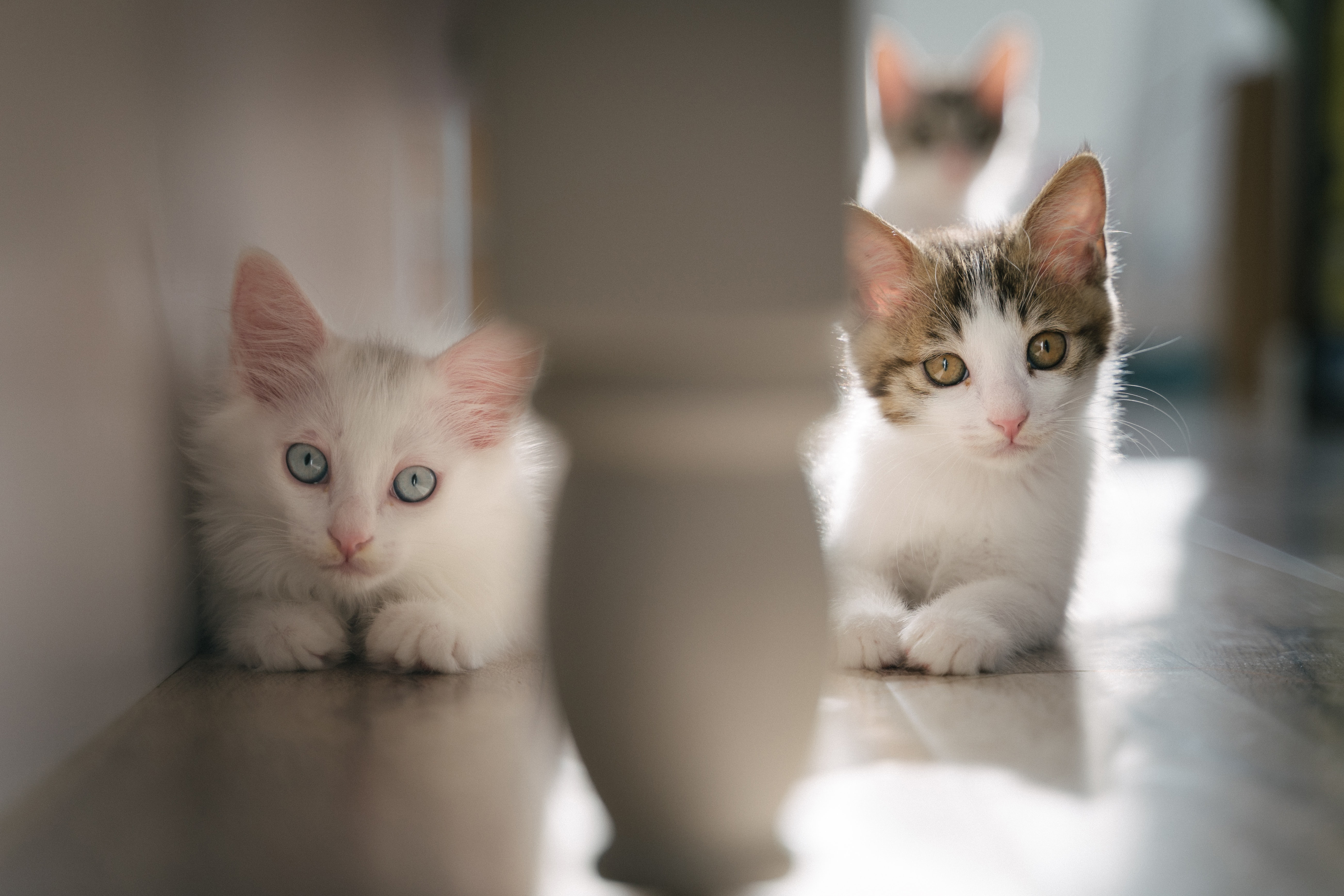 Deux chatons blancs côte à côte