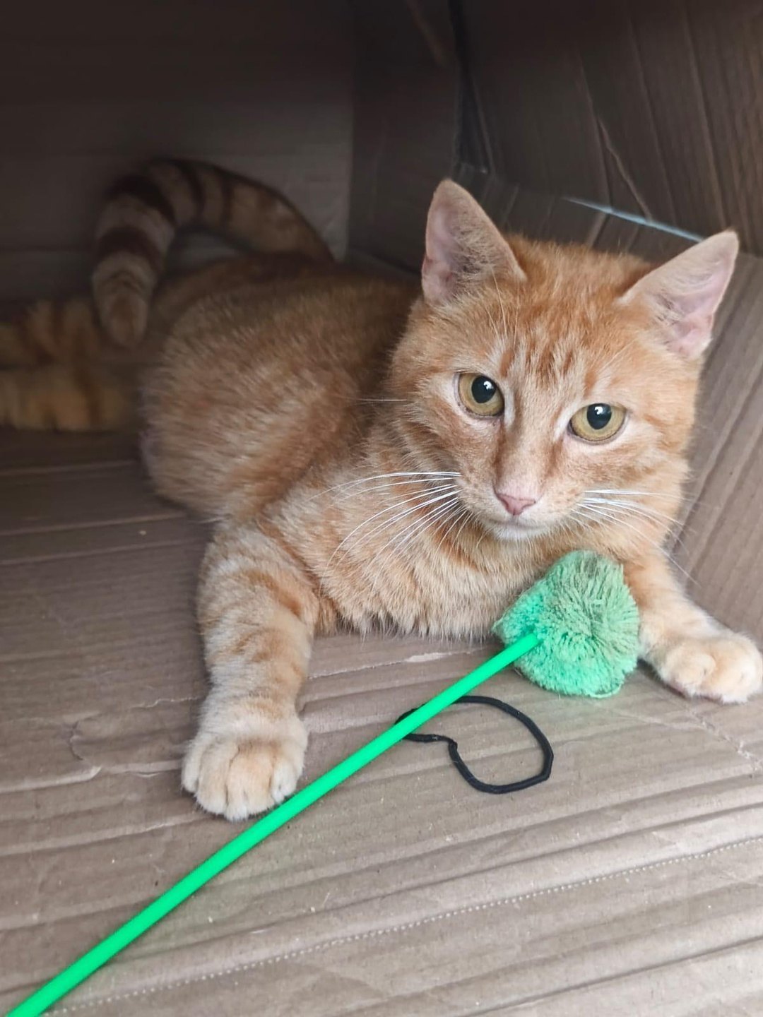 Corail & Neptune — un chat roux et une chatte tigrée (2)