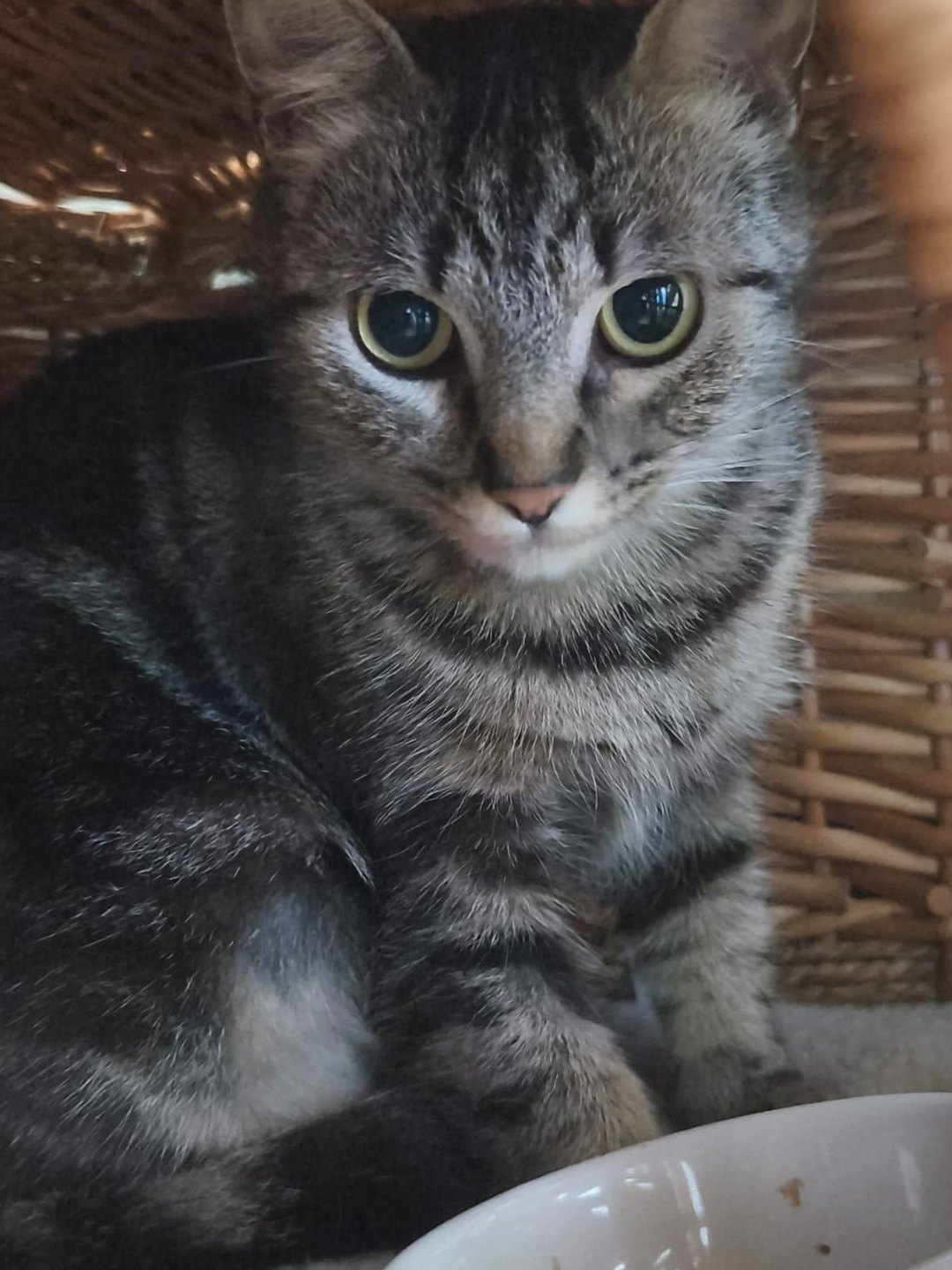 Corail & Neptune — un chat roux et une chatte tigrée (3)