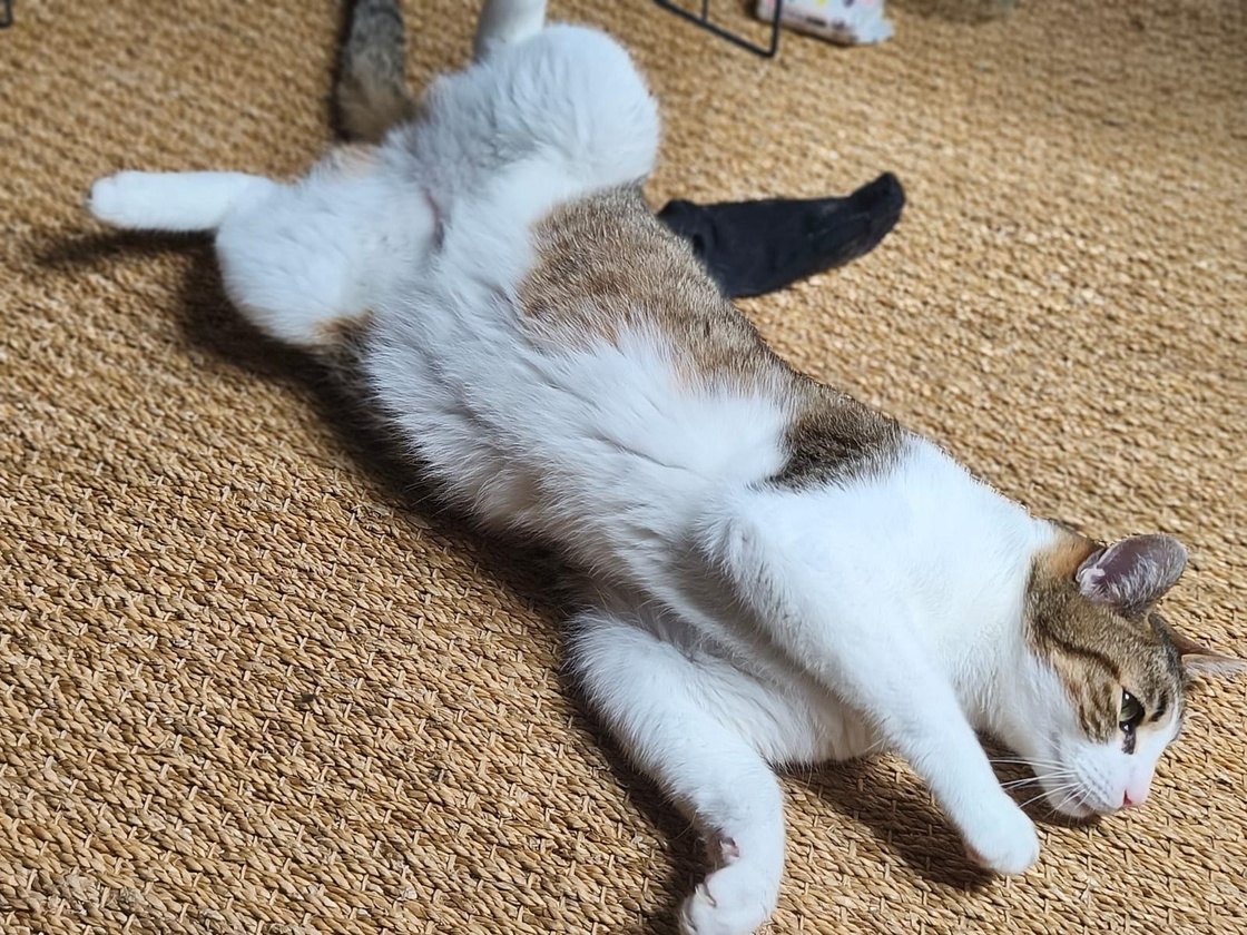Douchka & Yuki — deux chats blancs et tigrés (2)