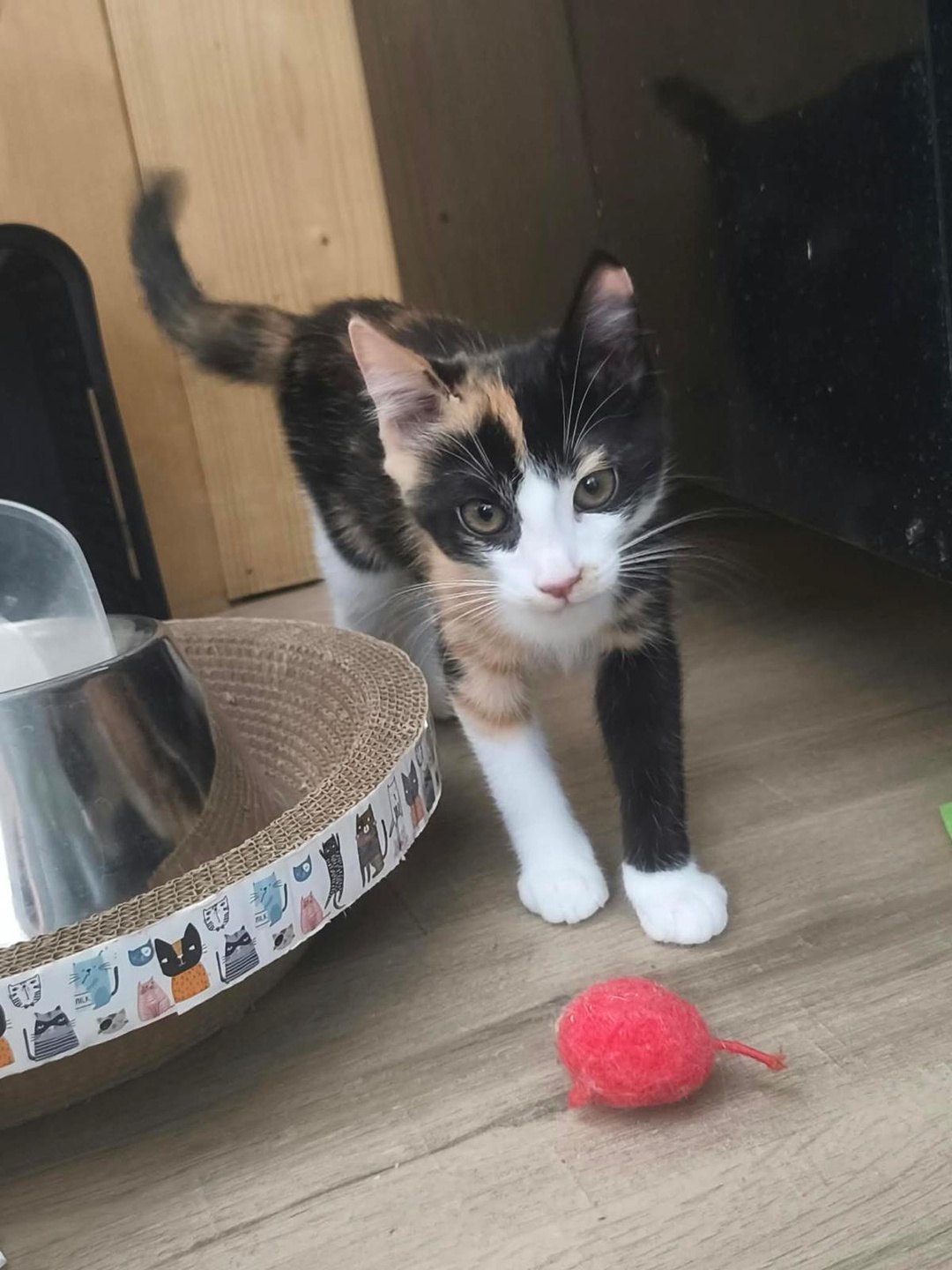 Eva & Scarlett — deux chatonnes tricolores (2)