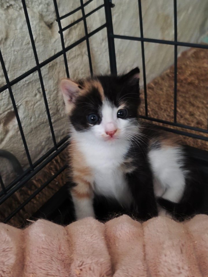 Eva & Scarlett — deux chatonnes tricolores (4)