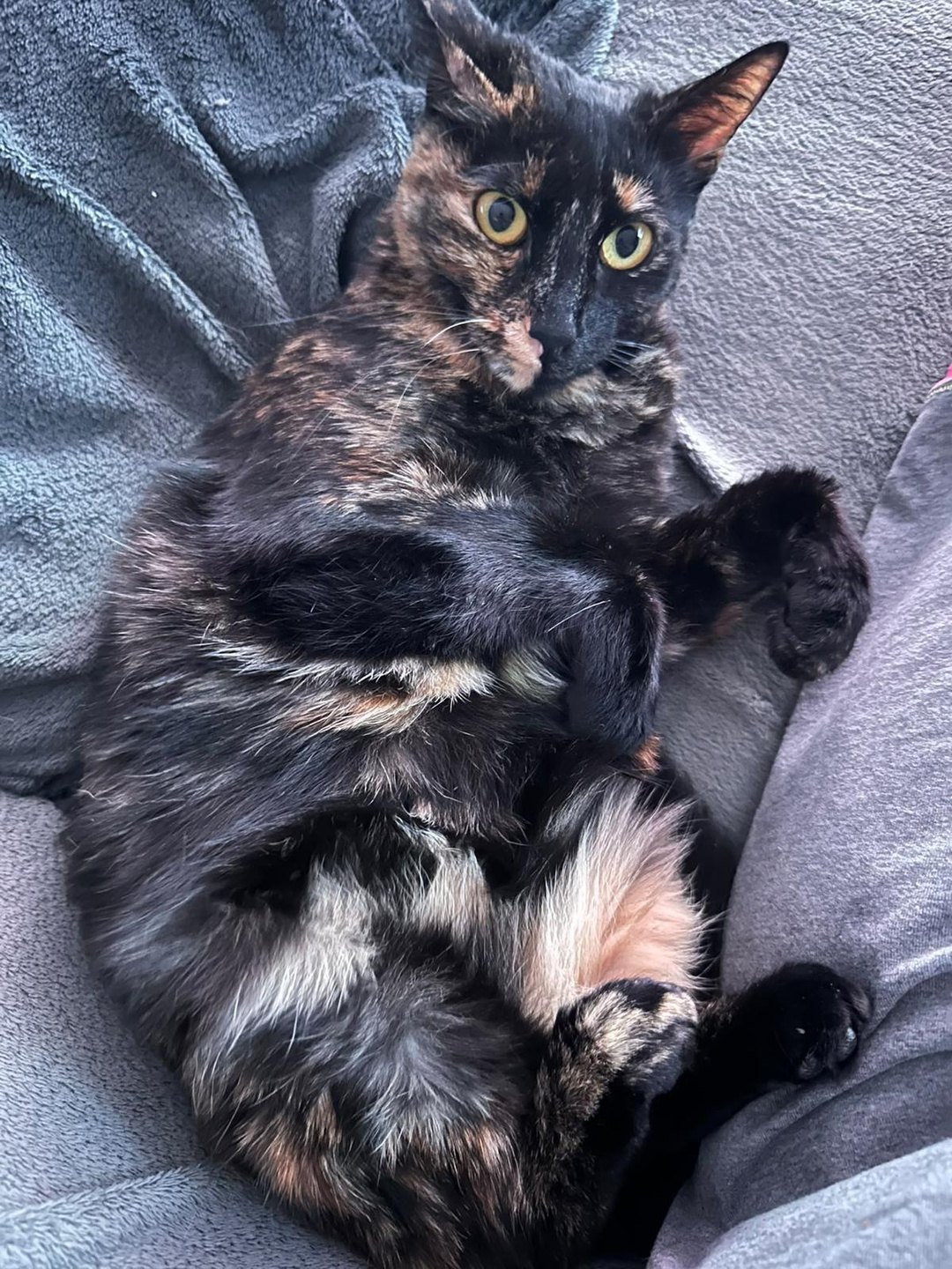Fifi — chatte écaille de tortue (2)