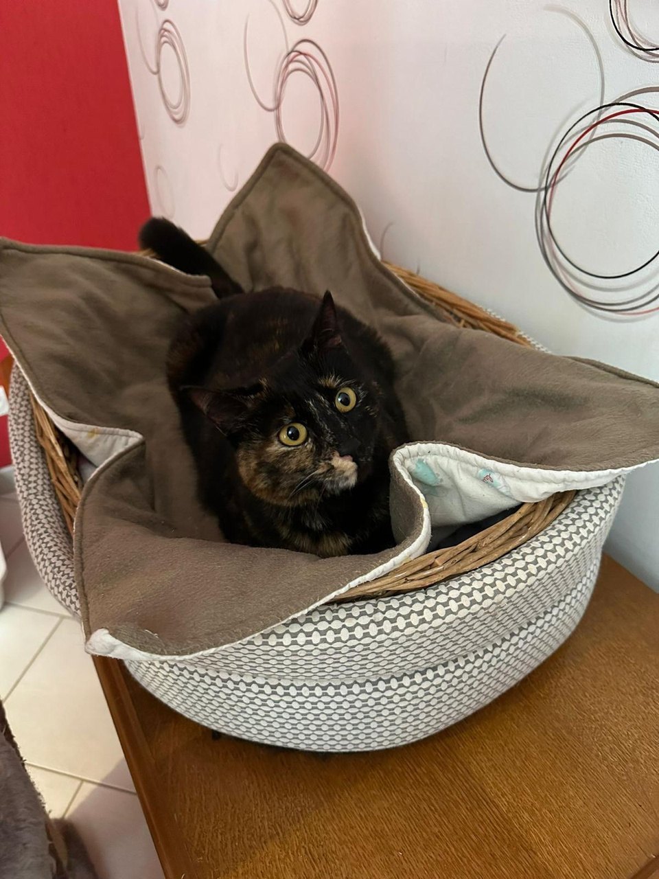 Fifi — chatte écaille de tortue (3)