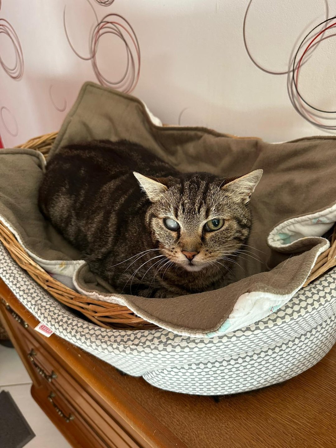 Fifi — chatte écaille de tortue (4)