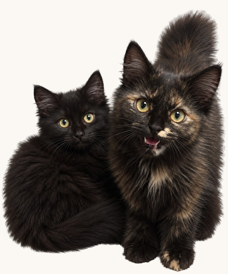 La portée de Padmé — six chatons noirs et tigrés (2)