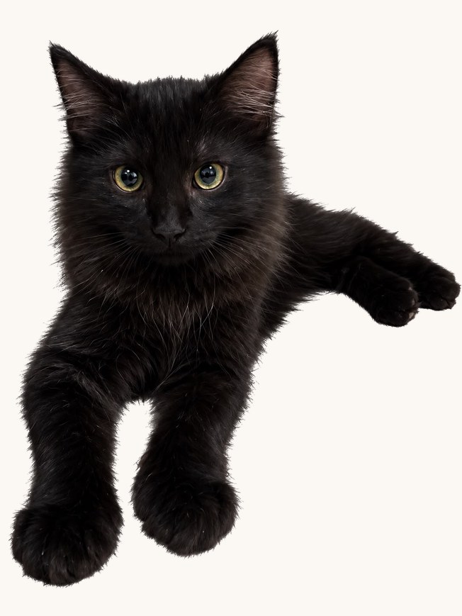 La portée de Padmé — six chatons noirs et tigrés (3)