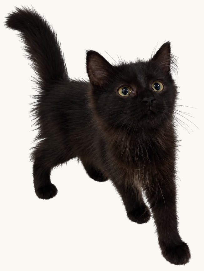 La portée de Padmé — six chatons noirs et tigrés (4)