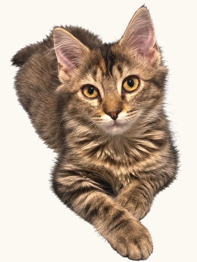 La portée de Padmé — six chatons noirs et tigrés (5)
