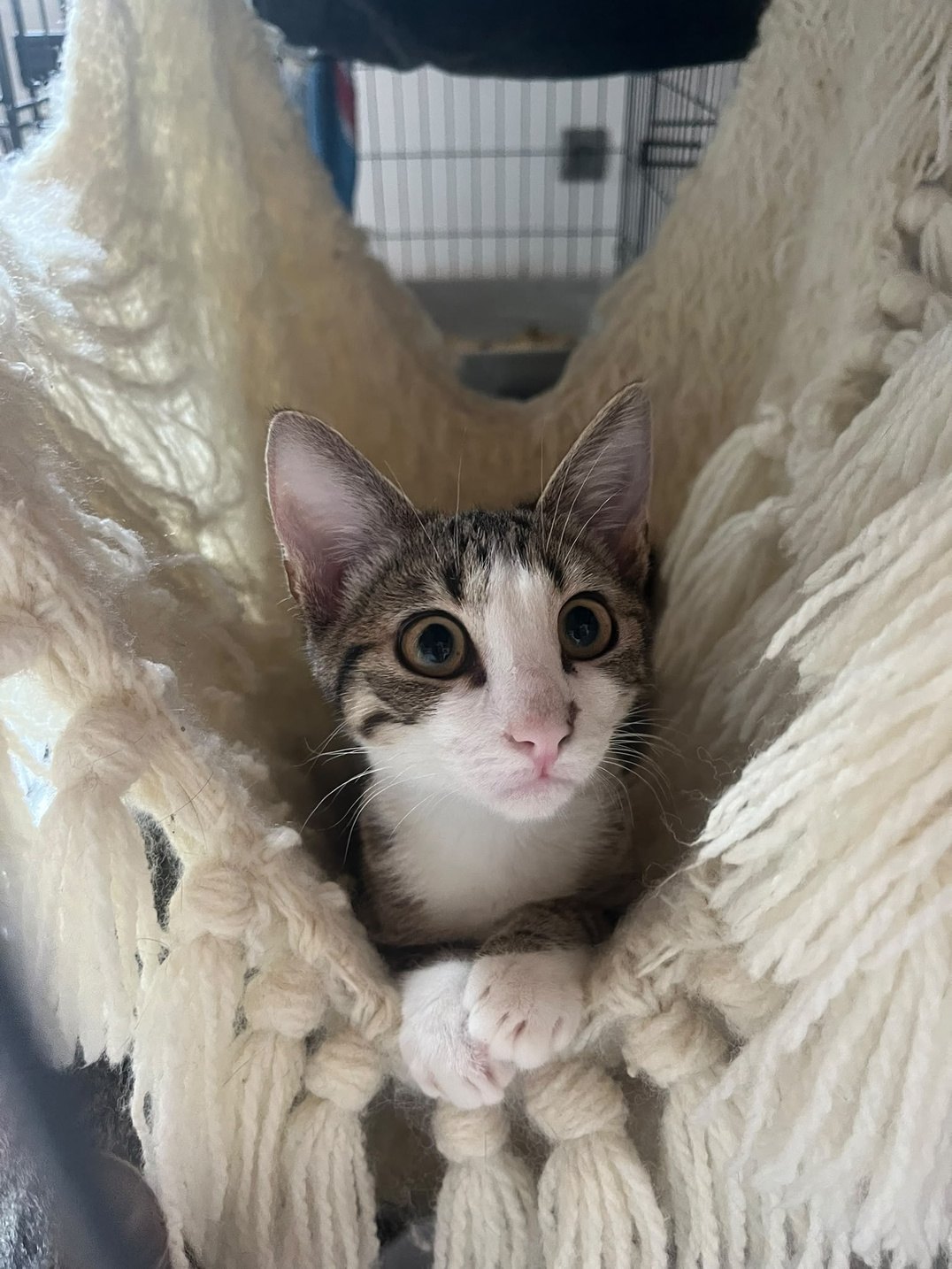 Luna & Noxy — deux chatonnes tigrées (2)