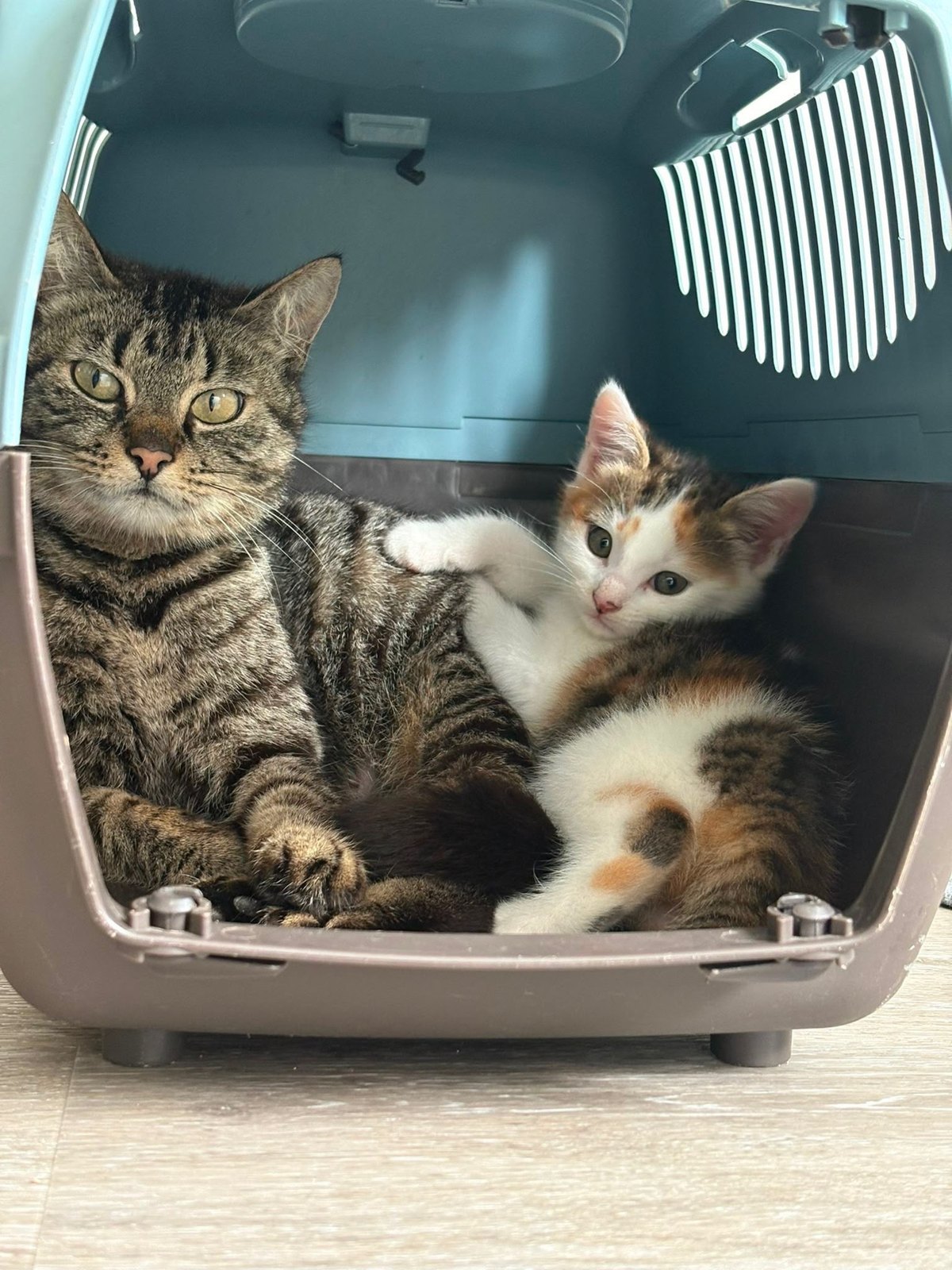 Moon — chatte tigrée (2)