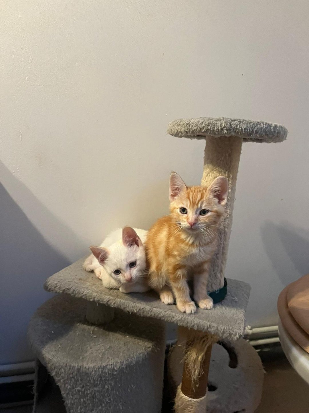 Paco & Saphir — un chaton roux et un chaton blanc (2)