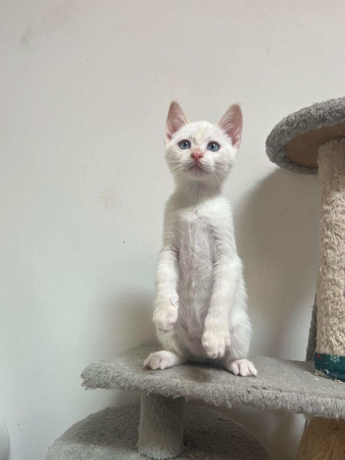 Paco & Saphir — un chaton roux et un chaton blanc (3)