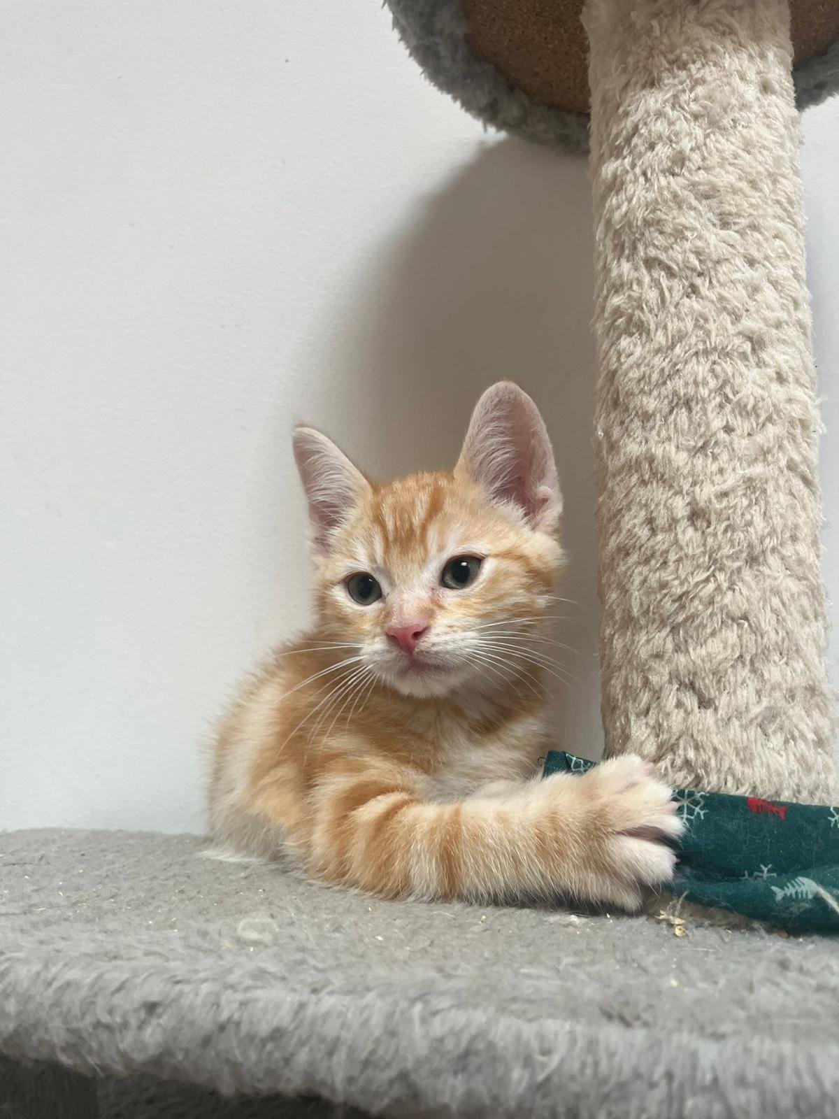 Paco & Saphir — un chaton roux et un chaton blanc (4)