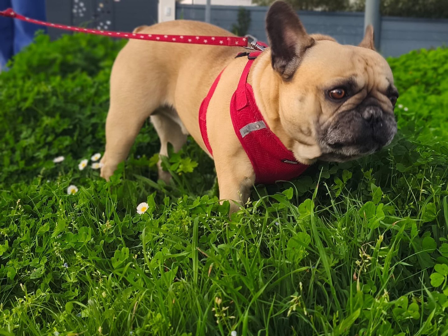 Paddle — Bouledogue français fauve (2)