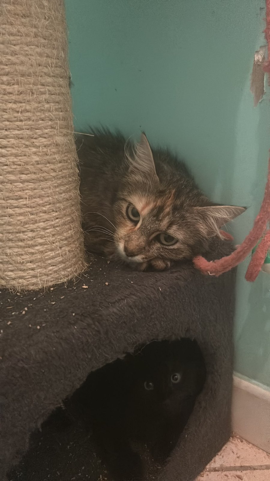 Padmé — chatte tigrée à poils longs (2)