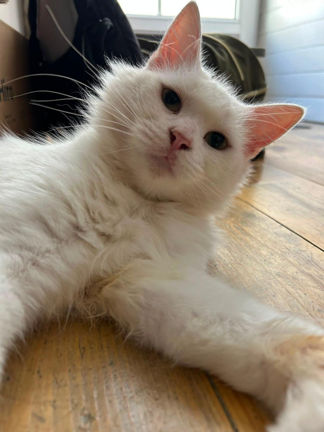 Perle — chatte blanche (2)