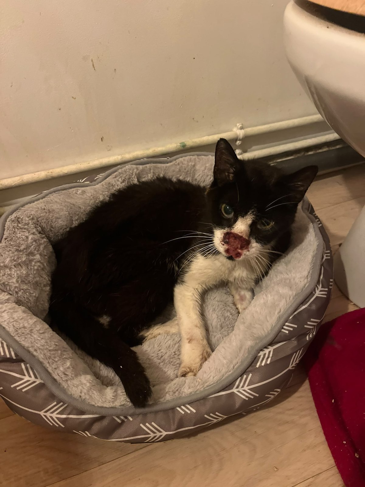 Raoul — chat noir et blanc senior (2)