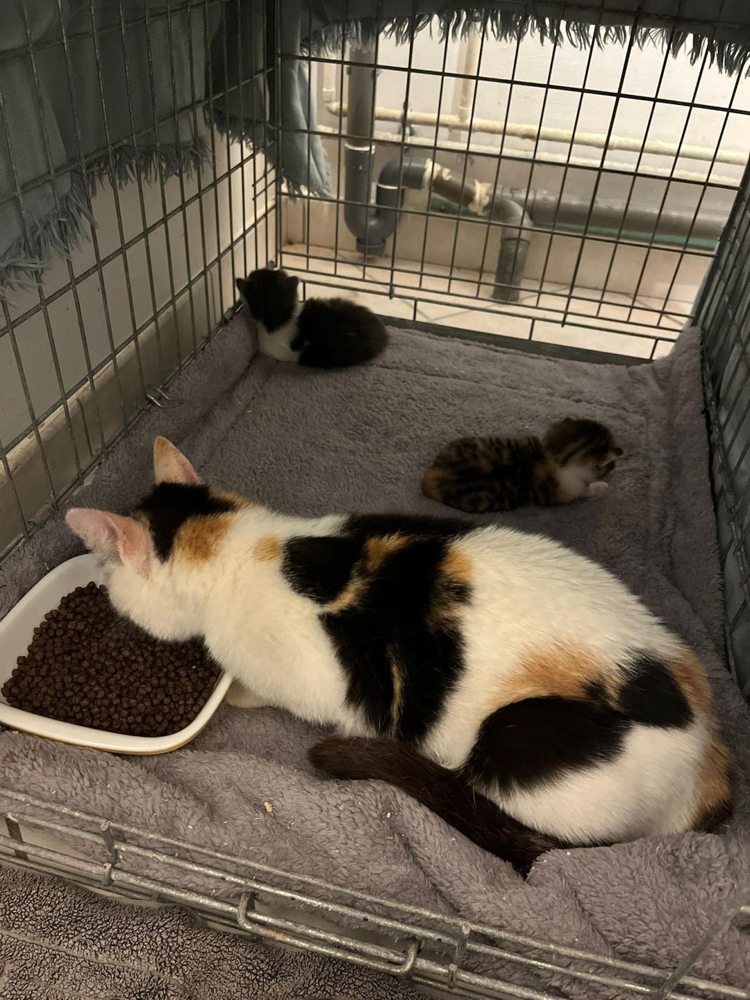 Sélène — chatte tricolore (2)