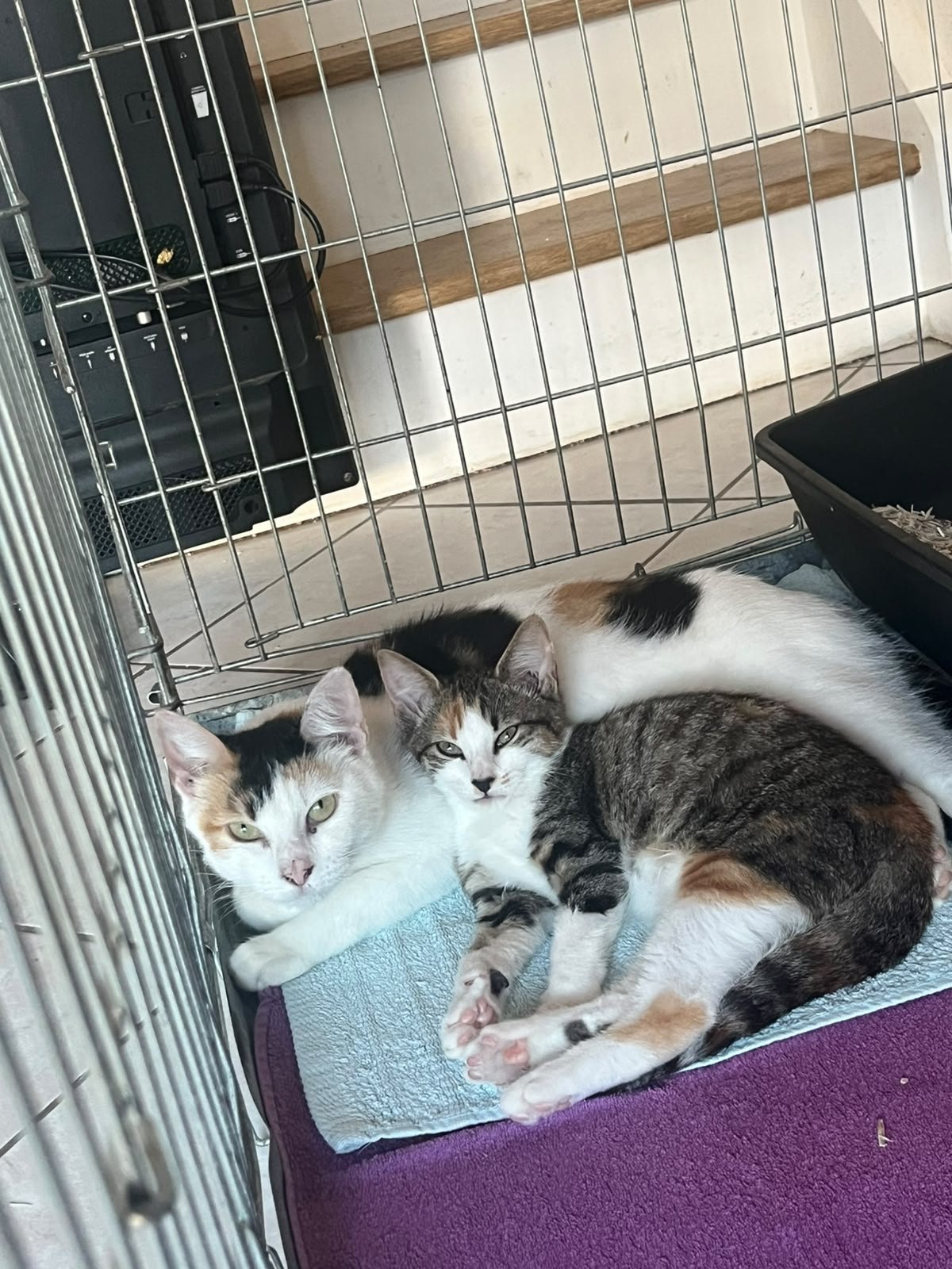 Sélène — chatte tricolore (3)